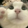 aku_sukakucing1