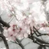 0__nikaxx__0