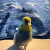 .henrybarbs