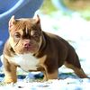 american_bully_gs