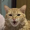 gatitx