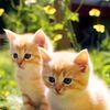 farlansha