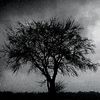 zahrawaled4