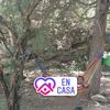 heribertogomezcor8