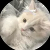 hoaian_xinkgai_233688