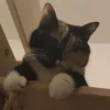 dyxiekyun