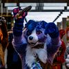 cali_collie