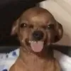 ieuanalviar