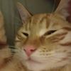 i0love0my0cats