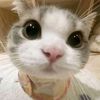 kitasiapaaaa99