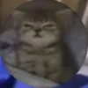 skibidirizz15727