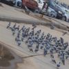 عدنان العبيدي346