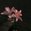 blueff_0