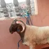 douaeehilmani