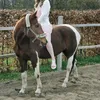 rhuneduboi