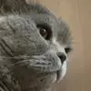 benidjd