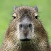 the_slaying_capybara