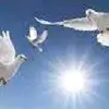 saheena824680
