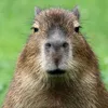 capibara5260