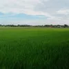 thanhlai_171