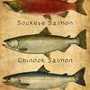 laddersalmon