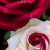sharmin_953