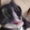 alvinnotwmekdi
