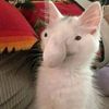 wiiwiithecreature