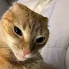 olivi_esh_k
