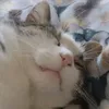 hamster_anja