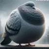 sigma_pigeon69