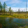 bolotoa