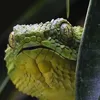 viperekobra