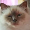 micketvek