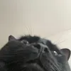 chreeschies