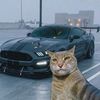 arminfun5