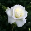 Đi rồi nhớ