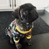 zorothebrindlepug