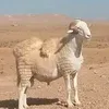 YAHlA