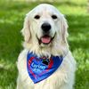 Halo The Golden Retriever