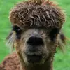 Lakemoor Alpacas