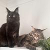 gus_and_sully_mainecoons