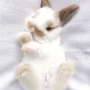 mendybunny