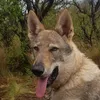 guaridacanislupus
