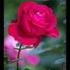 florizaaraujo558