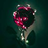 aladyinroses