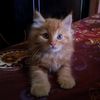 jingga_meong