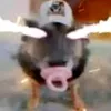 ngtrkhl
