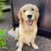 coconutisgolden