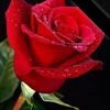 suna.sadk